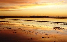 Delta de l'Ebre