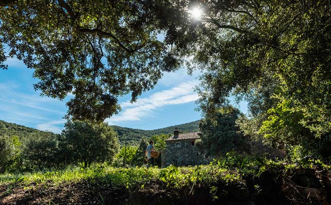 Boscos de Can Gat i l'Erola Boscos de Can Gat i l'Erola