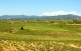 Paisatge de vinyes a les terres tarragonines