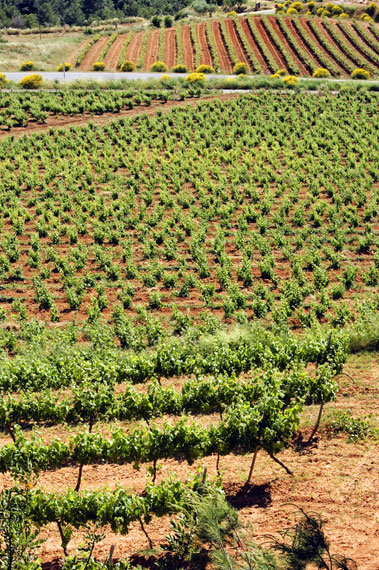 Paisatge de vinyes a terres tarragonines