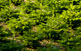 Plantació d'avets de nadal al parc Natural del Montseny, a la zona d'accés a can Vidal.