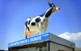 Una màquina expenedora de llet fresca pasteuritzada a Bigues anima a consumir llet fresca. Se n&#8217;han col&#183;locat diverses a tot el Vallès i a Osona, comarca d&#8217;on va sorgir la idea.