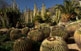 Alguns dels milers de cactus del jardí Pinya de Rosa.
