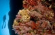 Corall vermell (Corallium rubrum).