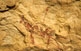 Una pintura de la cova Remígia. Als abrics del cingle de la Cova, en ple barranc de la Gassulla, hi ha les pintures rupestres més ben conservades de tot l&#8217;art llevantí, d&#8217;uns 6.500 anys d&#8217;antiguitat.