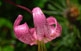 Un marcòlic (Lilium martagon).