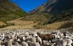 Un ramat d'ovelles de raça aranesa, molt resistent al fred, pastura en els paratges de l'ermita de Santa Margalida, a Bagergue, el poble més alt de la Vall d'Aran.