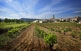 Rocafort de Queralt constitueix el punt d'inflexió entre la Conca estricta, on domina la vinya, i la Baixa Segarra, terra marcada pel blat.
