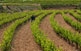 Les vinyes del Priorat recullen elogis arreu del món. L&#8217;enoturisme és l&#8217;activitat que harmonitza el coneixement del territori i el funcionament de la indústria vitivinícola.