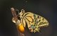 La Papilio machaon destaca pel color groc sofre de les seves ales, amb franges negres i ribets blaus, i unes taques vermelles als extrems que tenen la funció d'atreure els depredadors cap a zones no vitals de la seva anatomia.