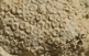 A l'anomenat escull de Sant Sadurní s'hi troba una colònia de cnidari característic dels esculls de corall, formats per poliporits que recorden la forma d'una estrella.