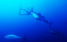 Aconsegueix una entrada doble per al Tuna-Tour de l'Ametlla de Mar