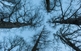 Els roures de fulla gran de la roureda de can Pascal, al Ripollès, són arbres de grans diàmetres, alçària i longevitat, ja que alguns sobrepassen els dos-cents anys.