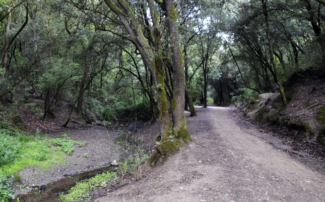 Parc Natural de Collserola 