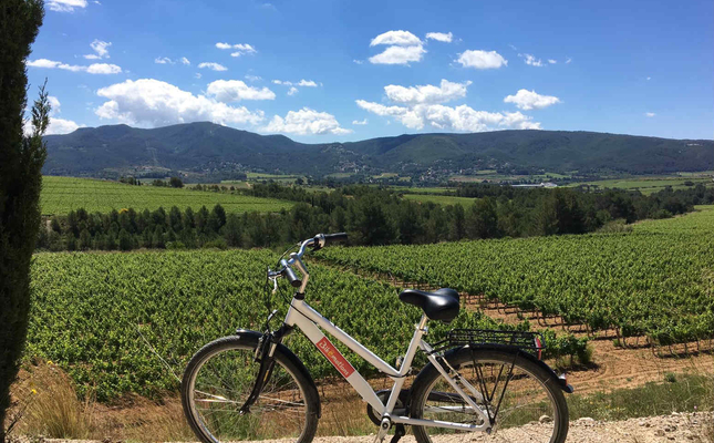 Amb bicicleta per les vinyes