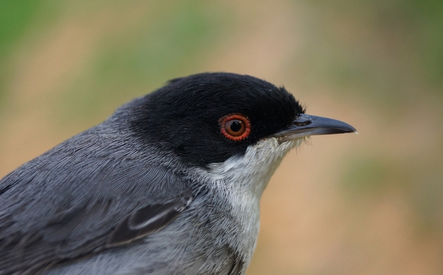 Tallarol capnegre ('Sylvia melanocephala')