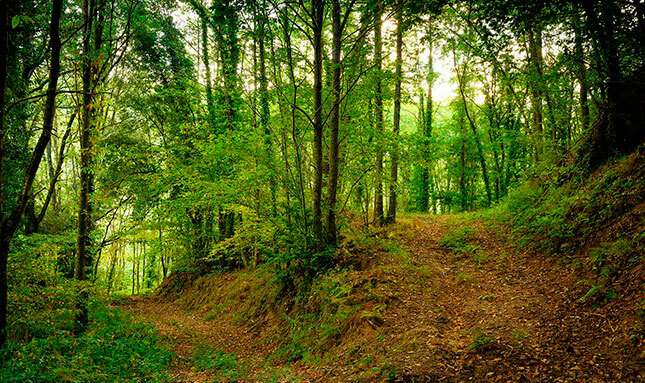 Bosc d'Espinelves