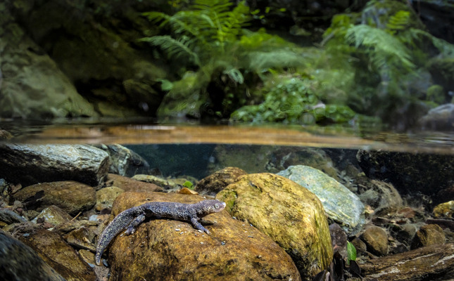 Trit del Montseny