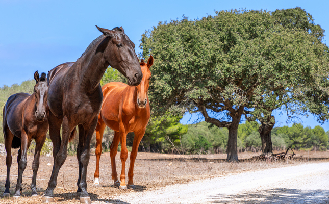 Cavalls Menorca