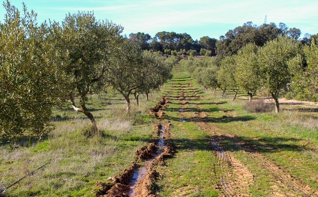 Oliveres a les Garrigues