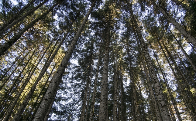 Bosc del Gerdar