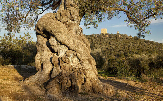 oliveres millenries ulldecona