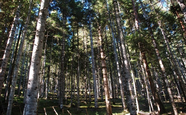 bosc de Baricauba
