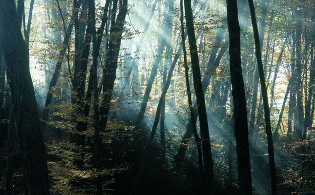 fageda d'en Jord