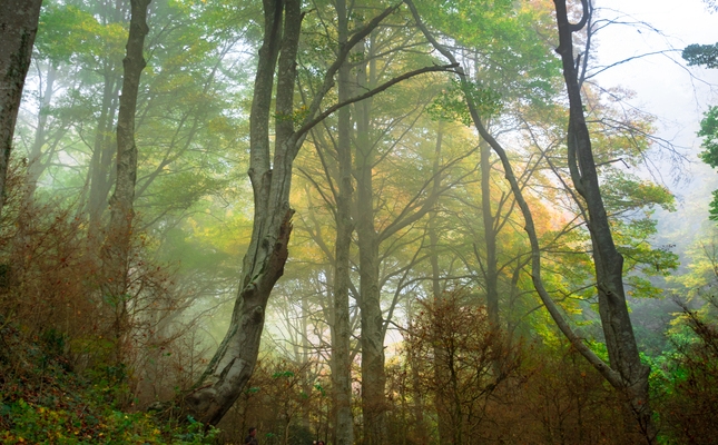 Fageda de la Grevolosa tardor