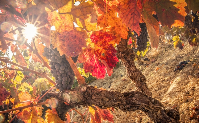 Vinyes vermelles a la tardor
