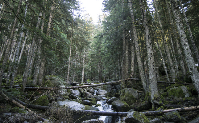 Bosc de Gerdar