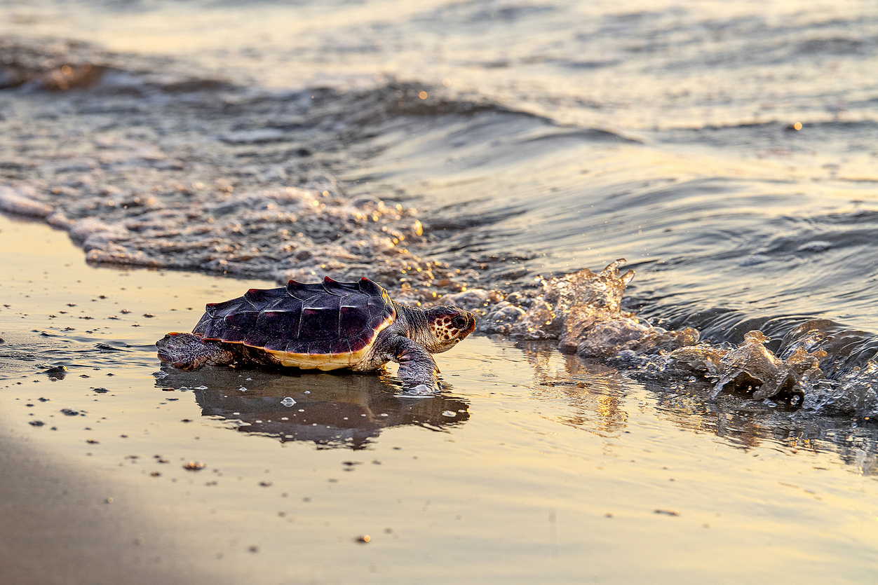 <div>Un exemplar jove d’un niu de la tortuga Mascletà</div>