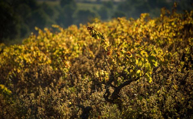 La vinya, el paisatge del Peneds