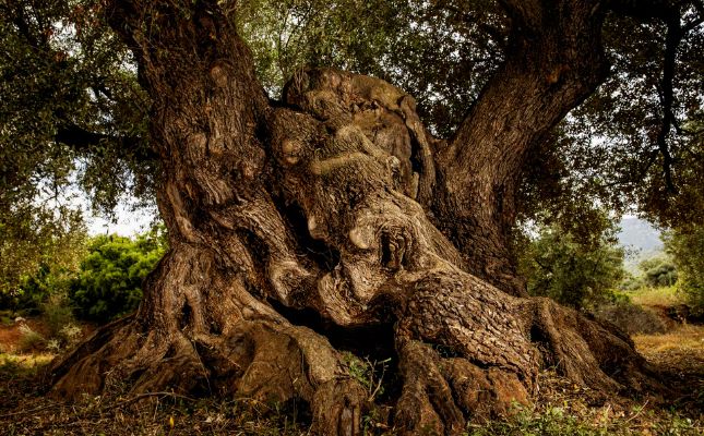 Una olivera mil·lenària del territori del Sénia