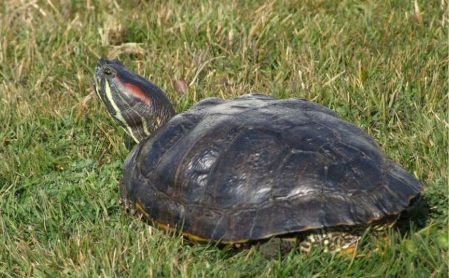 Tortuga de Florida