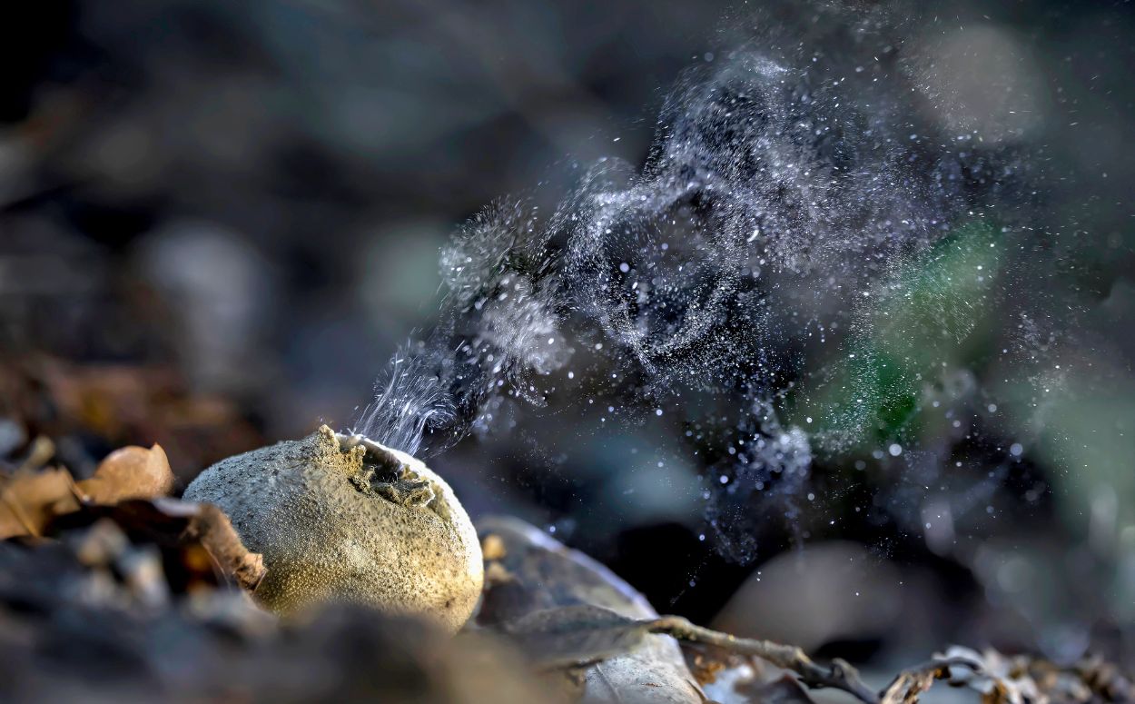 Lycoperdom perlatum