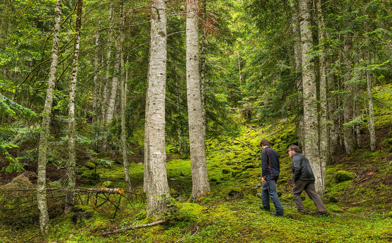 bosc Alt Pirineu