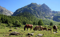 Vall d'Aran
