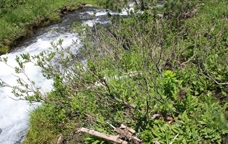 SalixHastata
