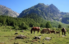 Vall d'Aran