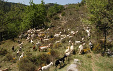 Alinyà, Alt Urgell