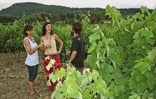 Vinyes al Penedès