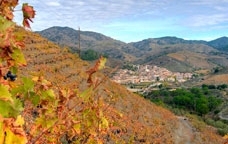 Vista de Porrera des de les vinyes
