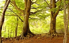 Parc Natural del Montseny