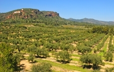 Oliveres del Camp de Tarragona