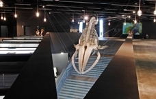L'esquelet de la balena, al Museu Blau de Barcelona