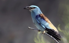 Un exemplar de gaig blau