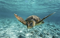 Un exemplar de tortuga babaua