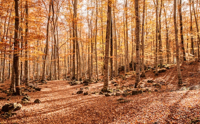 La fageda d'en Jordà, a la Garrotxa