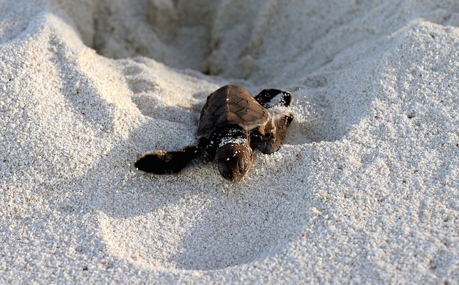 Un exemplar de 'Caretta caretta' que acaba de néixer surt del niu per anar al mar
